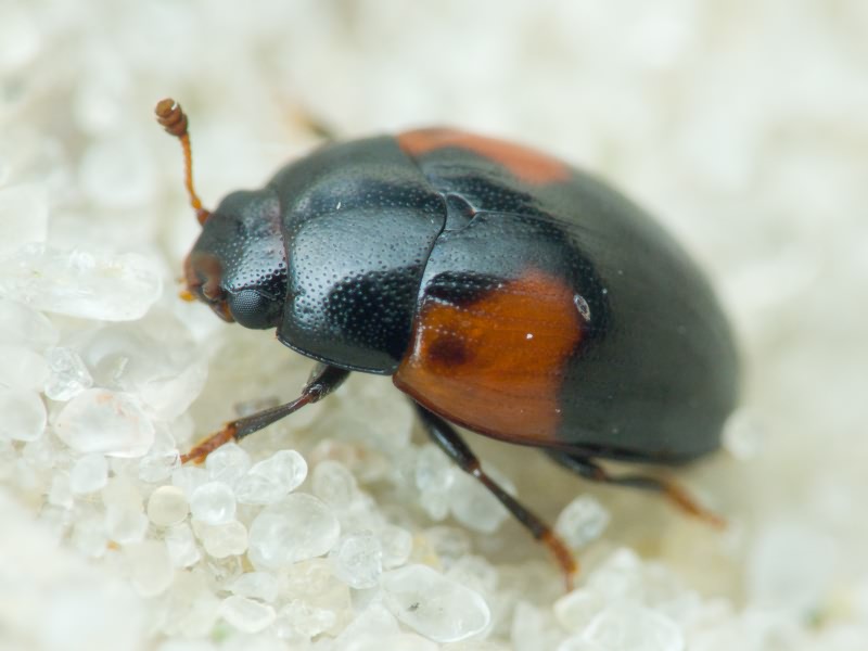 Tritoma bipustulata Fabricius, 1775